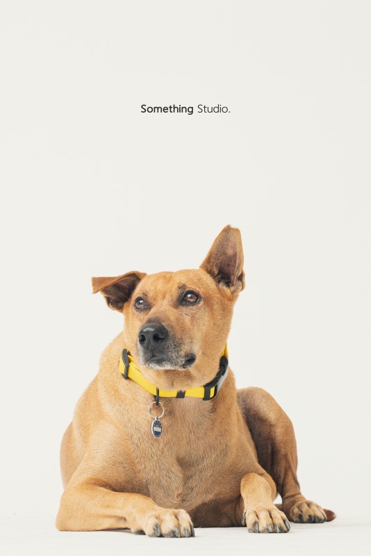 SOMETHINGSTUDIO,三牲工作室,三牲,中途攝影,寵物寫真,寵物攝影,寵物肖像,毛孩,毛孩寫真,汪星人,領養不棄養,領養代替購買