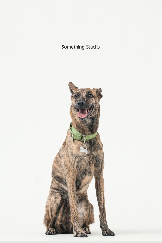 SOMETHINGSTUDIO,三牲工作室,三牲,中途攝影,寵物寫真,寵物攝影,寵物肖像,毛孩,毛孩寫真,汪星人,領養不棄養,領養代替購買