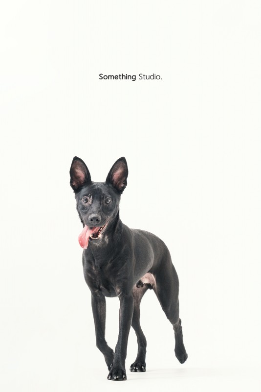 SOMETHINGSTUDIO,三牲工作室,三牲,中途攝影,寵物寫真,寵物攝影,寵物肖像,毛孩,毛孩寫真,汪星人,領養不棄養,領養代替購買 