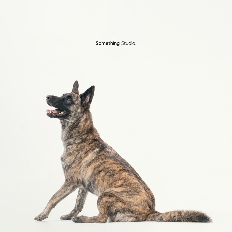SOMETHINGSTUDIO,三牲工作室,三牲,中途攝影,寵物寫真,寵物攝影,寵物肖像,毛孩,毛孩寫真,汪星人,領養不棄養,領養代替購買