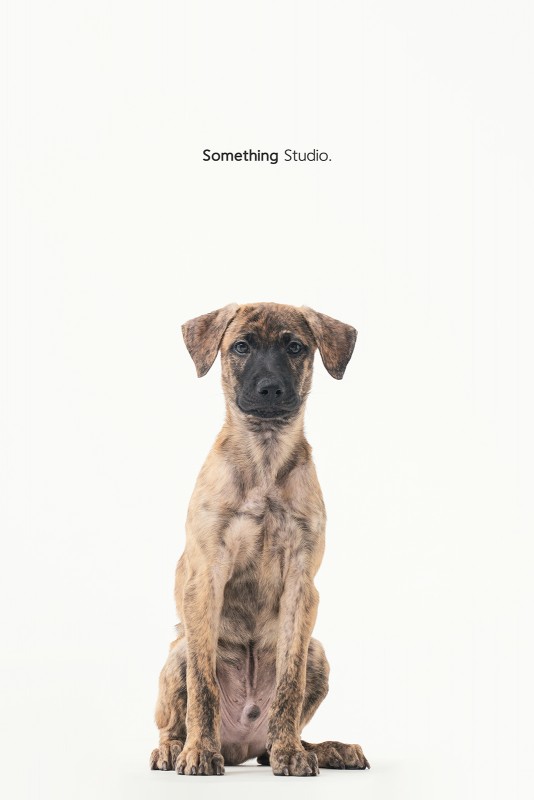 SOMETHINGSTUDIO,三牲工作室,三牲,中途攝影,寵物寫真,寵物攝影,寵物肖像,毛孩,毛孩寫真,汪星人,領養不棄養,領養代替購買