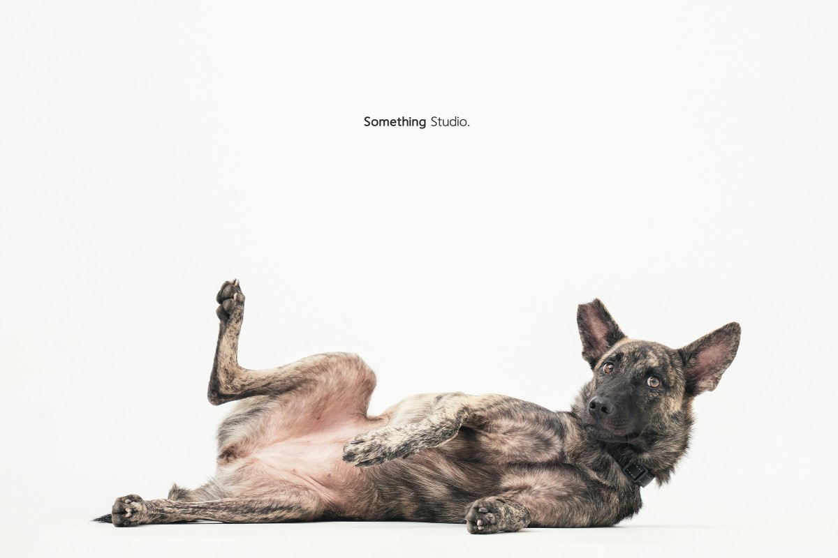 SOMETHINGSTUDIO,三牲工作室,中途攝影,寵物寫真,寵物攝影,寵物肖像,毛孩,毛孩寫真,汪星人,領養不棄養,領養代替購買,SOMETHING,三牲