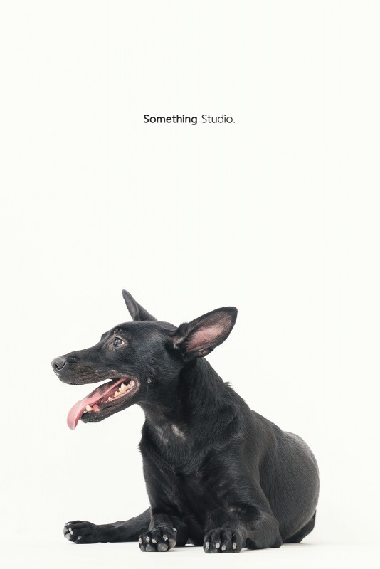 SOMETHINGSTUDIO,三牲工作室,三牲,中途攝影,寵物寫真,寵物攝影,寵物肖像,毛孩,毛孩寫真,汪星人,領養不棄養,領養代替購買 