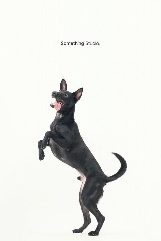 SOMETHINGSTUDIO,三牲工作室,三牲,中途攝影,寵物寫真,寵物攝影,寵物肖像,毛孩,毛孩寫真,汪星人,領養不棄養,領養代替購買 