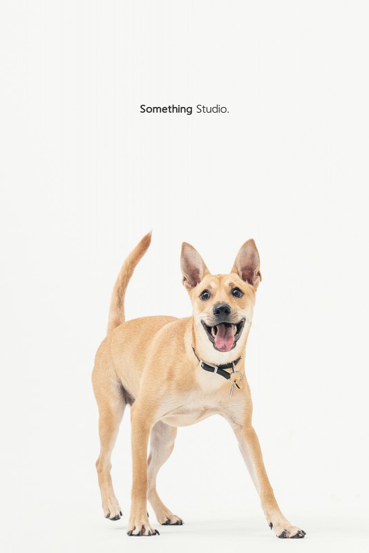 SOMETHINGSTUDIO,三牲工作室,三牲,中途攝影,寵物寫真,寵物攝影,寵物肖像,毛孩,毛孩寫真,汪星人,領養不棄養,領養代替購買 