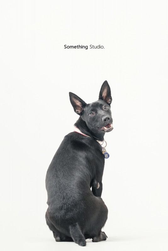 SOMETHINGSTUDIO,三牲工作室,三牲,中途攝影,寵物寫真,寵物攝影,寵物肖像,毛孩,毛孩寫真,汪星人,領養不棄養,領養代替購買
