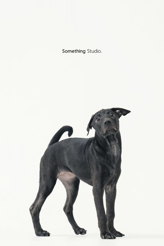 SOMETHINGSTUDIO,三牲工作室,三牲,中途攝影,寵物寫真,寵物攝影,寵物肖像,毛孩,毛孩寫真,汪星人,領養不棄養,領養代替購買