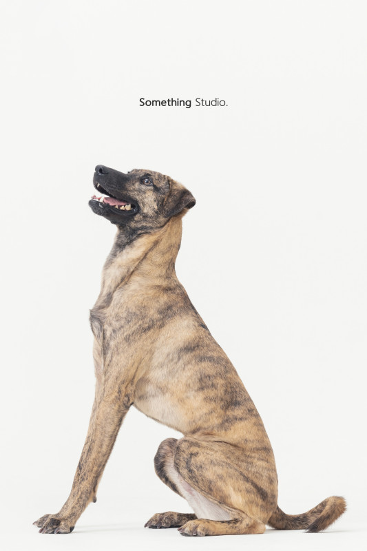 SOMETHINGSTUDIO,三牲工作室,三牲,中途攝影,寵物寫真,寵物攝影,寵物肖像,毛孩,毛孩寫真,汪星人,喵星人,兔星人,狗,米克斯,領養不棄養,領養代替購買