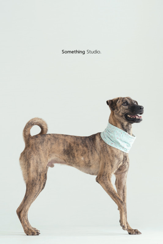 SOMETHINGSTUDIO,三牲工作室,三牲,中途攝影,寵物寫真,寵物攝影,寵物肖像,毛孩,毛孩寫真,汪星人,喵星人,兔星人,狗,米克斯,領養不棄養,領養代替購買