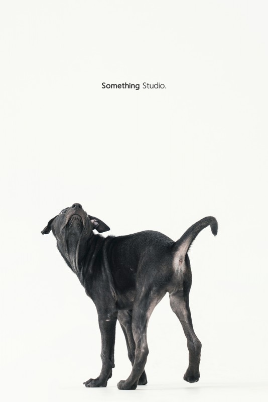 SOMETHINGSTUDIO,三牲工作室,三牲,中途攝影,寵物寫真,寵物攝影,寵物肖像,毛孩,毛孩寫真,汪星人,領養不棄養,領養代替購買