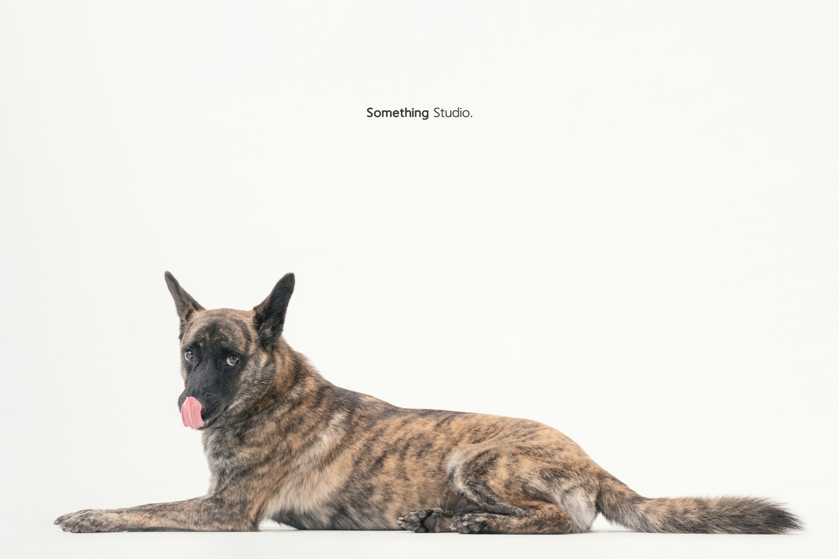 SOMETHINGSTUDIO,三牲工作室,三牲,中途攝影,寵物寫真,寵物攝影,寵物肖像,毛孩,毛孩寫真,汪星人,領養不棄養,領養代替購買