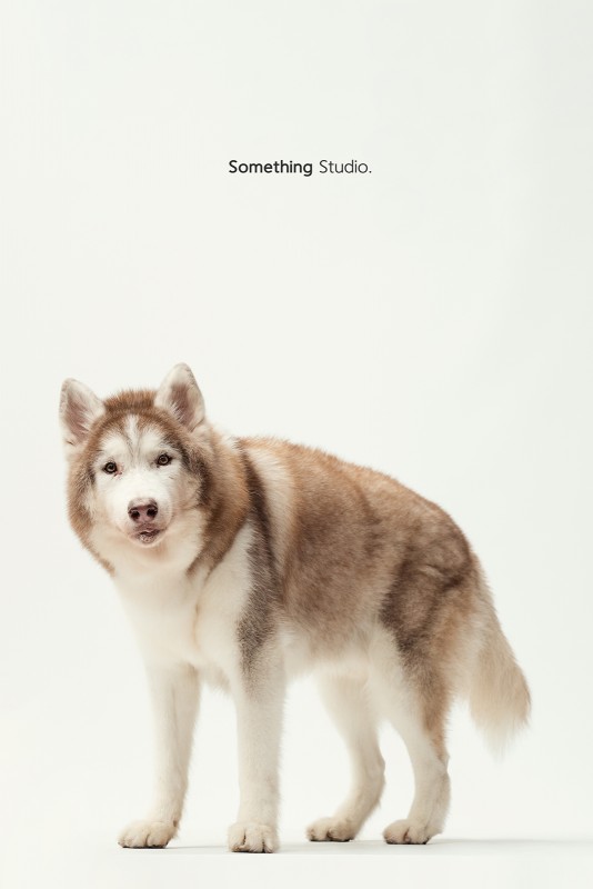 SOMETHINGSTUDIO,三牲工作室,三牲,中途攝影,寵物寫真,寵物攝影,寵物肖像,毛孩,毛孩寫真,汪星人,領養不棄養,領養代替購買 