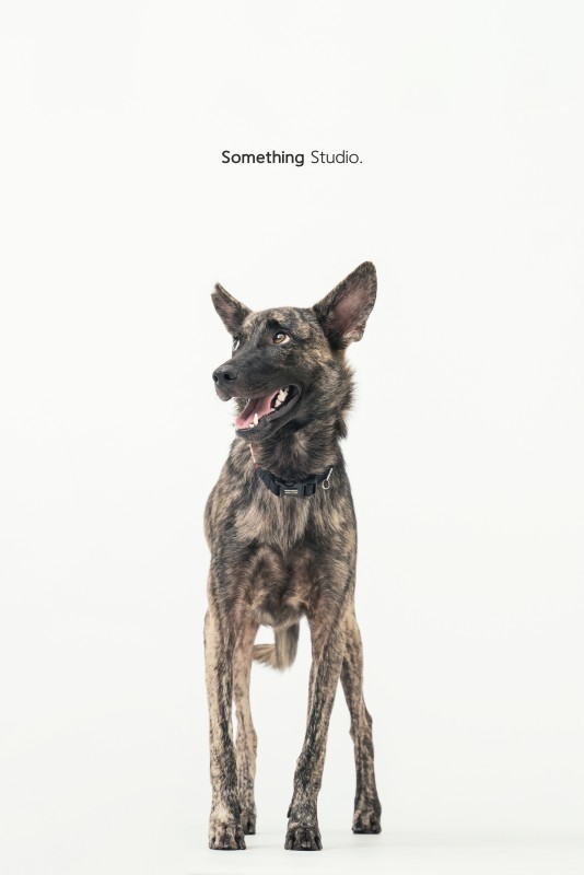 SOMETHINGSTUDIO,三牲工作室,三牲,中途攝影,寵物寫真,寵物攝影,寵物肖像,毛孩,毛孩寫真,汪星人,領養不棄養,領養代替購買