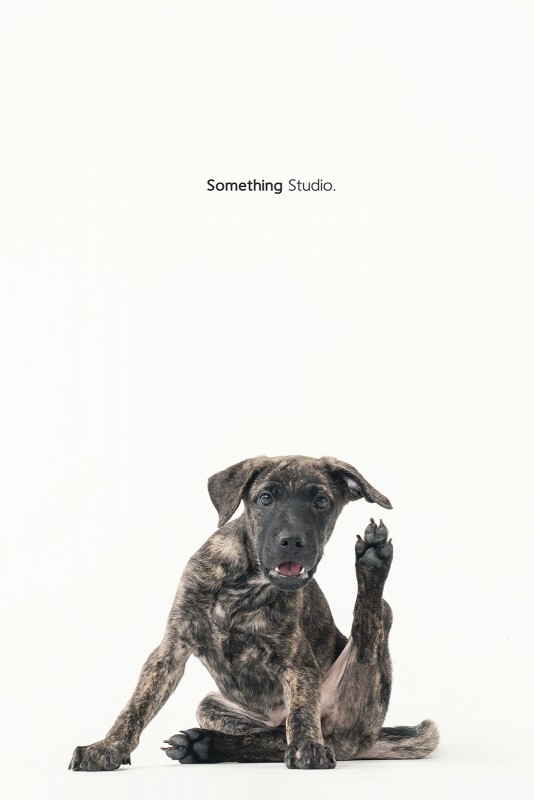 SOMETHINGSTUDIO,三牲工作室,三牲,中途攝影,寵物寫真,寵物攝影,寵物肖像,毛孩,毛孩寫真,汪星人,領養不棄養,領養代替購買