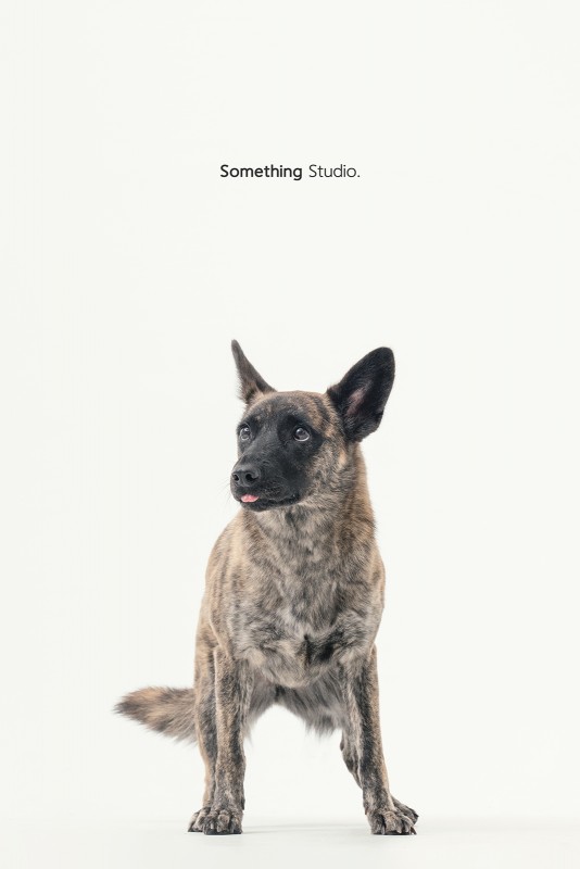 SOMETHINGSTUDIO,三牲工作室,三牲,中途攝影,寵物寫真,寵物攝影,寵物肖像,毛孩,毛孩寫真,汪星人,領養不棄養,領養代替購買