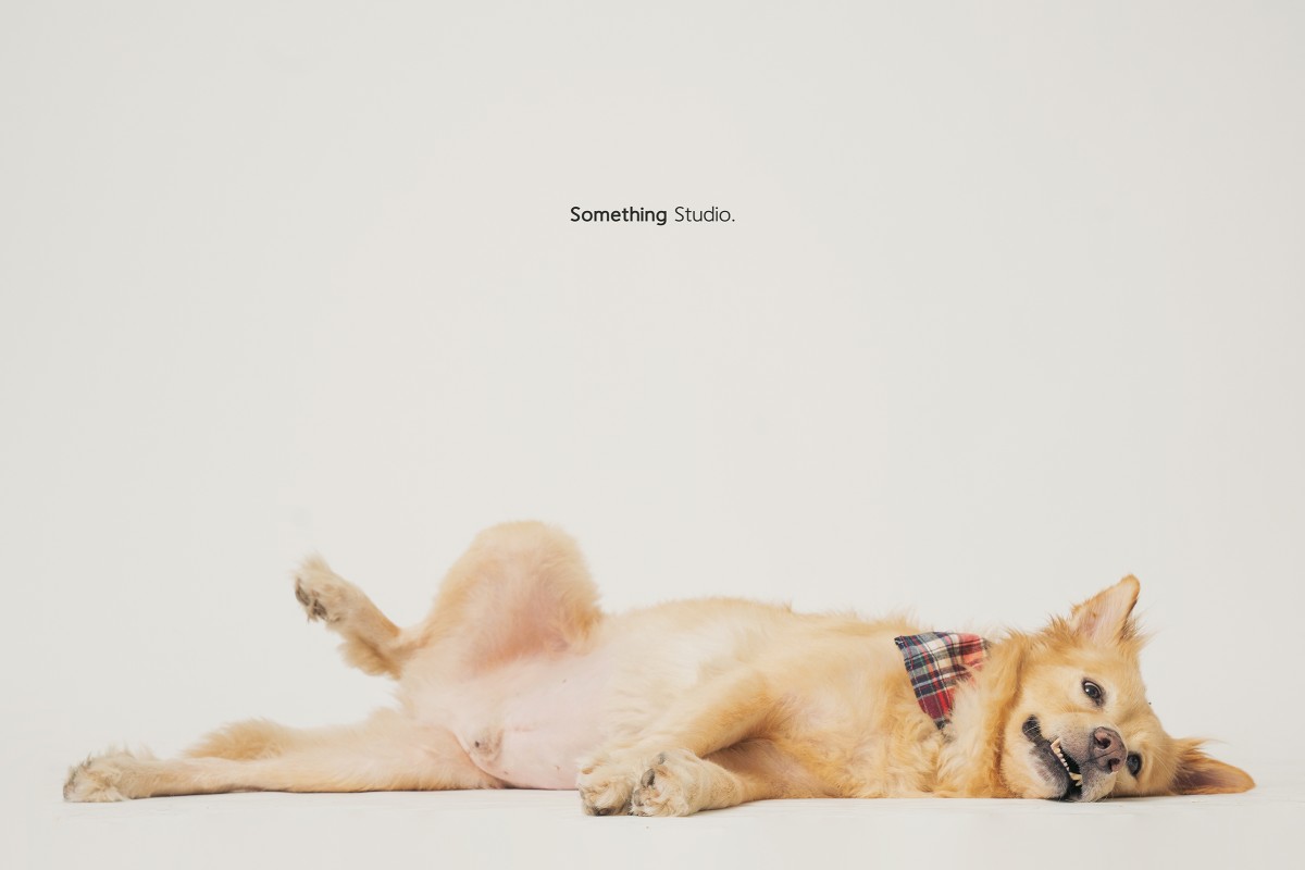 SOMETHINGSTUDIO,三牲工作室,三牲,中途攝影,寵物寫真,寵物攝影,寵物肖像,毛孩,毛孩寫真,汪星人,領養不棄養,領養代替購買