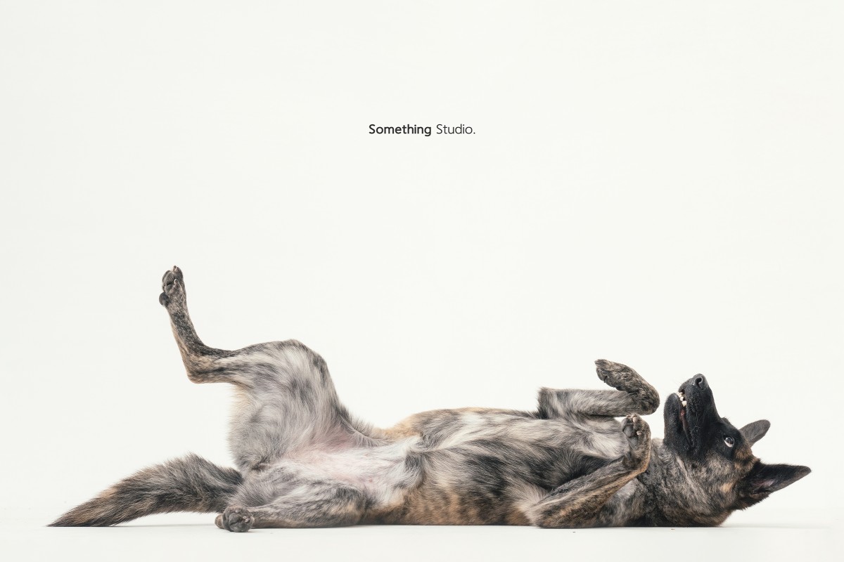 SOMETHINGSTUDIO,三牲工作室,三牲,中途攝影,寵物寫真,寵物攝影,寵物肖像,毛孩,毛孩寫真,汪星人,領養不棄養,領養代替購買