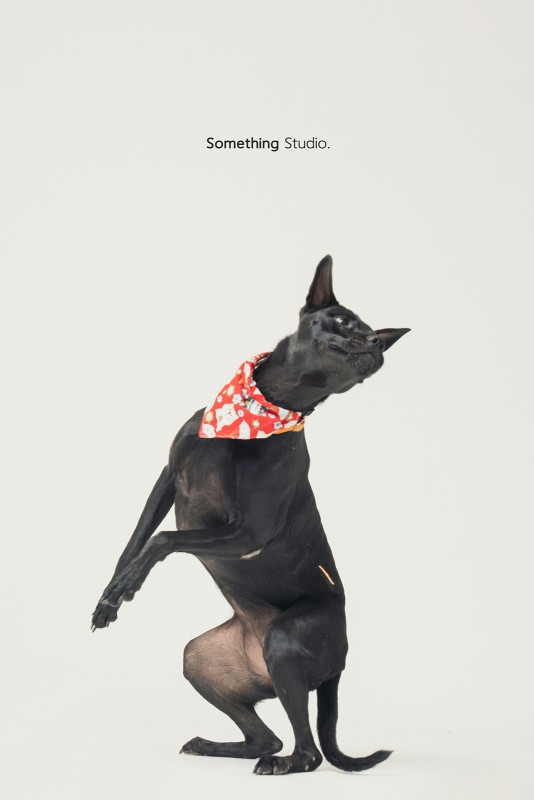 SOMETHINGSTUDIO,三牲工作室,三牲,中途攝影,寵物寫真,寵物攝影,寵物肖像,毛孩,毛孩寫真,汪星人,領養不棄養,領養代替購買