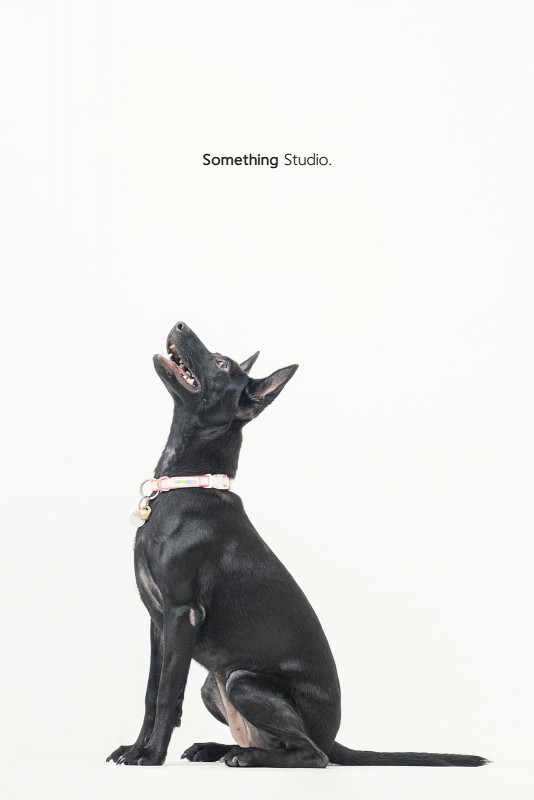 SOMETHINGSTUDIO,三牲工作室,三牲,中途攝影,寵物寫真,寵物攝影,寵物肖像,毛孩,毛孩寫真,汪星人,領養不棄養,領養代替購買