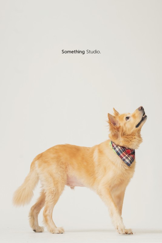 SOMETHINGSTUDIO,三牲工作室,三牲,中途攝影,寵物寫真,寵物攝影,寵物肖像,毛孩,毛孩寫真,汪星人,領養不棄養,領養代替購買