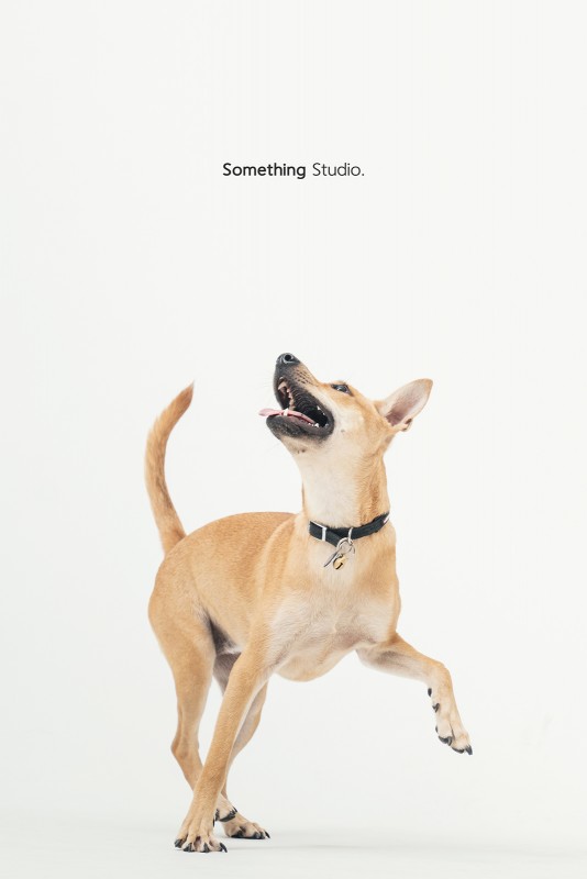 SOMETHINGSTUDIO,三牲工作室,三牲,中途攝影,寵物寫真,寵物攝影,寵物肖像,毛孩,毛孩寫真,汪星人,領養不棄養,領養代替購買 