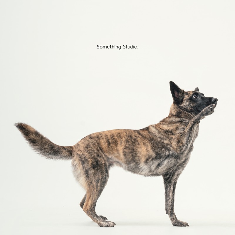 SOMETHINGSTUDIO,三牲工作室,三牲,中途攝影,寵物寫真,寵物攝影,寵物肖像,毛孩,毛孩寫真,汪星人,領養不棄養,領養代替購買