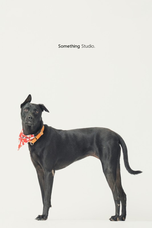 SOMETHINGSTUDIO,三牲工作室,三牲,中途攝影,寵物寫真,寵物攝影,寵物肖像,毛孩,毛孩寫真,汪星人,領養不棄養,領養代替購買