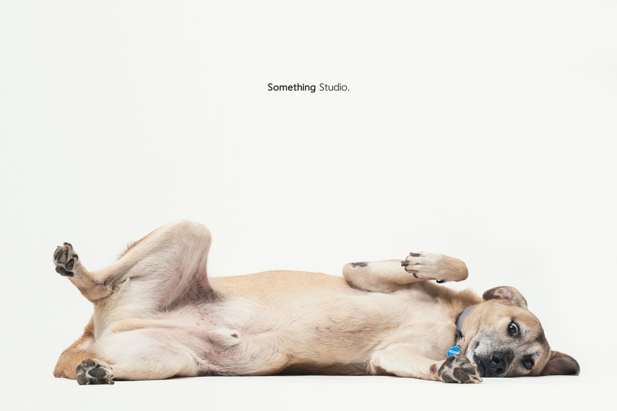 SOMETHINGSTUDIO,三牲工作室,三牲,中途攝影,寵物寫真,寵物攝影,寵物肖像,毛孩,毛孩寫真,汪星人,領養不棄養,領養代替購買