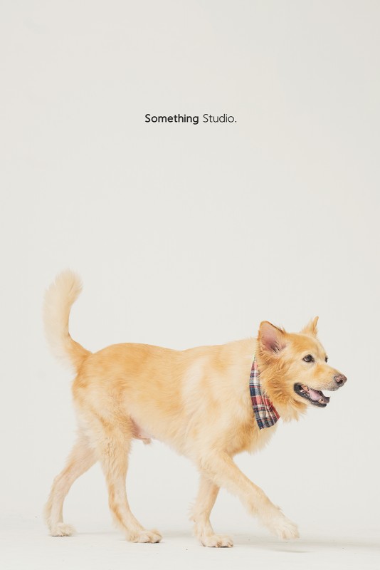 SOMETHINGSTUDIO,三牲工作室,三牲,中途攝影,寵物寫真,寵物攝影,寵物肖像,毛孩,毛孩寫真,汪星人,領養不棄養,領養代替購買