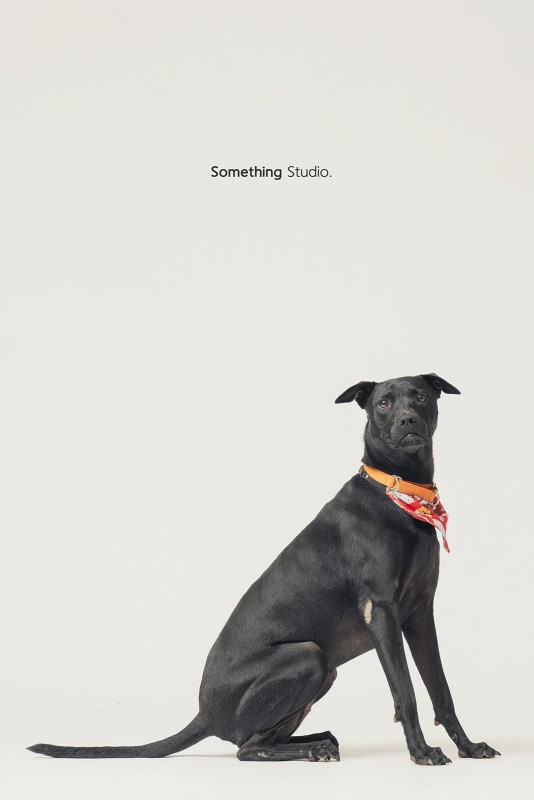 SOMETHINGSTUDIO,三牲工作室,三牲,中途攝影,寵物寫真,寵物攝影,寵物肖像,毛孩,毛孩寫真,汪星人,領養不棄養,領養代替購買