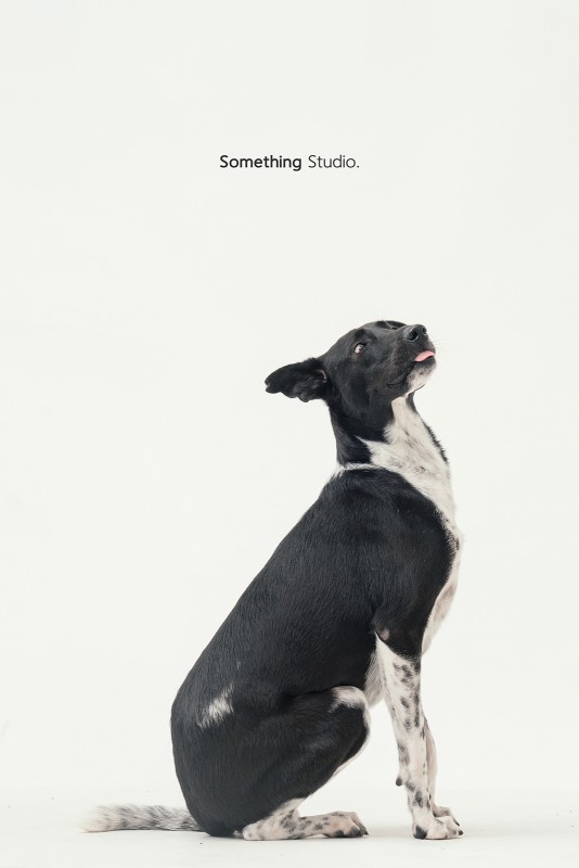SOMETHINGSTUDIO,三牲工作室,三牲,中途攝影,寵物寫真,寵物攝影,寵物肖像,毛孩,毛孩寫真,汪星人,領養不棄養,領養代替購買 