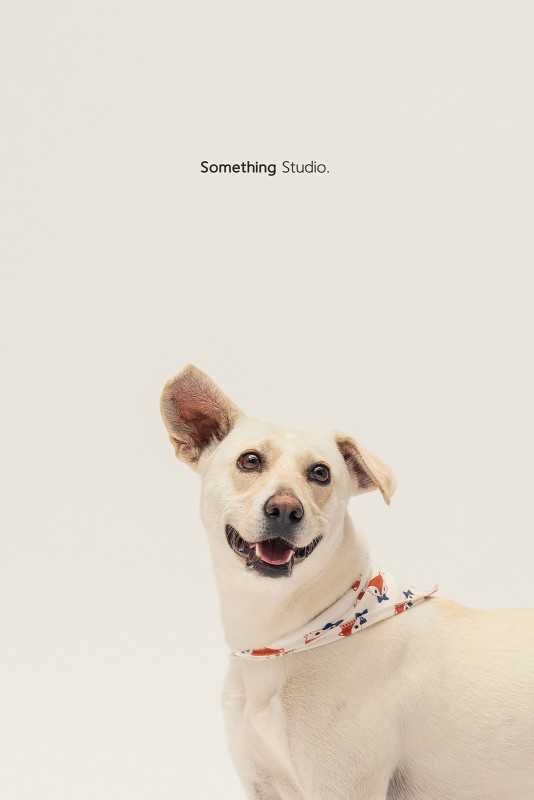 SOMETHINGSTUDIO,三牲工作室,三牲,中途攝影,寵物寫真,寵物攝影,寵物肖像,毛孩,毛孩寫真,汪星人,領養不棄養,領養代替購買