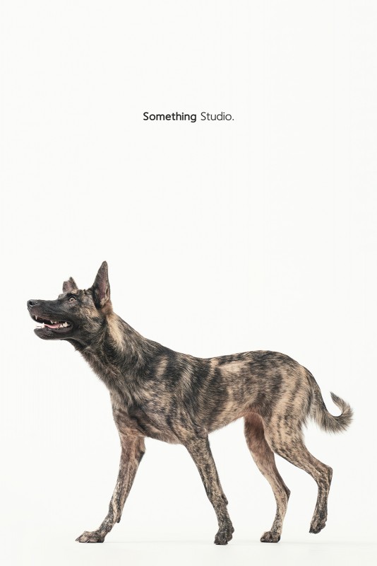 SOMETHINGSTUDIO,三牲工作室,中途攝影,寵物寫真,寵物攝影,寵物肖像,毛孩,毛孩寫真,汪星人,領養不棄養,領養代替購買,SOMETHING,三牲