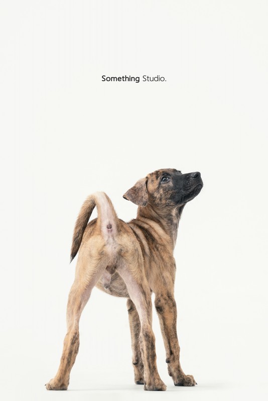 SOMETHINGSTUDIO,三牲工作室,三牲,中途攝影,寵物寫真,寵物攝影,寵物肖像,毛孩,毛孩寫真,汪星人,領養不棄養,領養代替購買