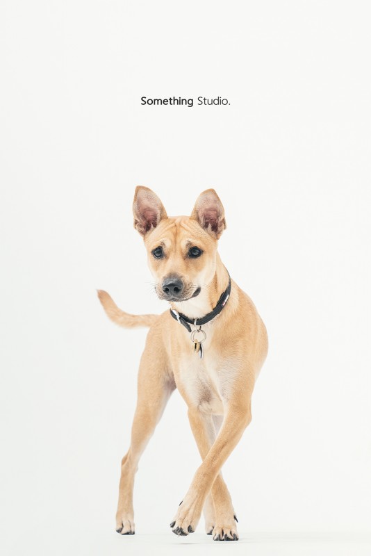 SOMETHINGSTUDIO,三牲工作室,三牲,中途攝影,寵物寫真,寵物攝影,寵物肖像,毛孩,毛孩寫真,汪星人,領養不棄養,領養代替購買