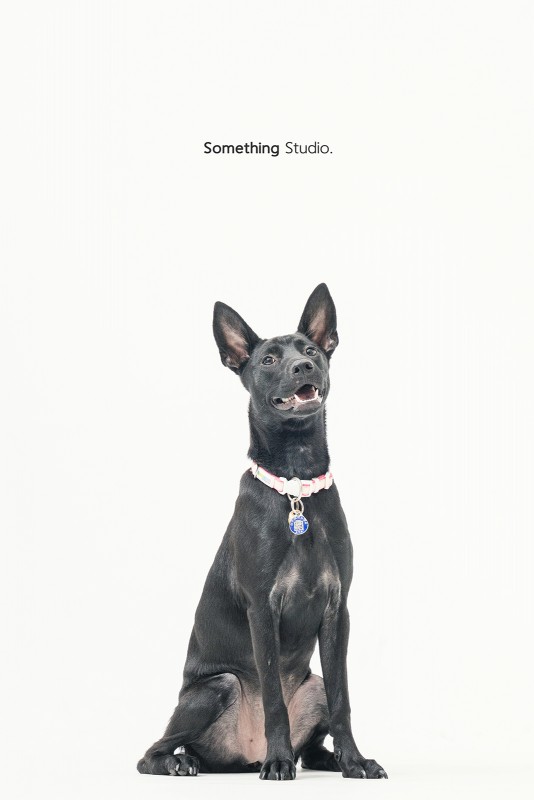 SOMETHINGSTUDIO,三牲工作室,三牲,中途攝影,寵物寫真,寵物攝影,寵物肖像,毛孩,毛孩寫真,汪星人,領養不棄養,領養代替購買