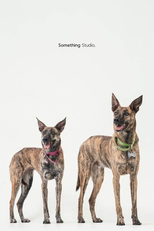 SOMETHINGSTUDIO,三牲工作室,三牲,中途攝影,寵物寫真,寵物攝影,寵物肖像,毛孩,毛孩寫真,汪星人,領養不棄養,領養代替購買