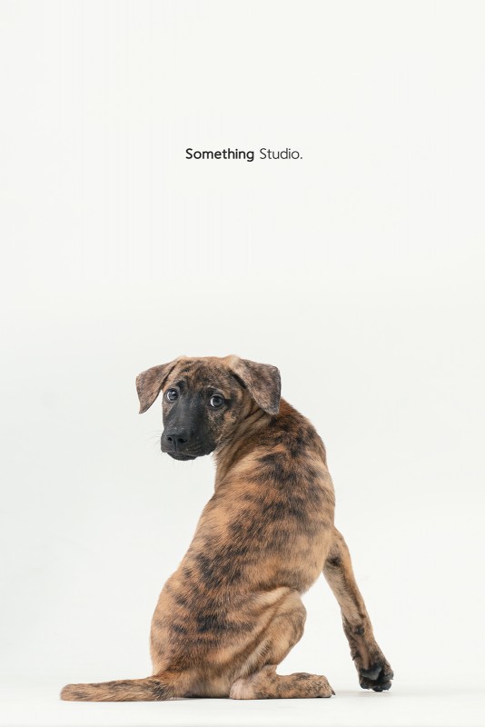 SOMETHINGSTUDIO,三牲工作室,三牲,中途攝影,寵物寫真,寵物攝影,寵物肖像,毛孩,毛孩寫真,汪星人,領養不棄養,領養代替購買
