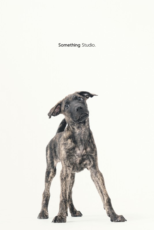 SOMETHINGSTUDIO,三牲工作室,三牲,中途攝影,寵物寫真,寵物攝影,寵物肖像,毛孩,毛孩寫真,汪星人,領養不棄養,領養代替購買
