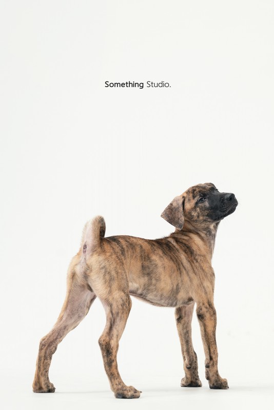 SOMETHINGSTUDIO,三牲工作室,三牲,中途攝影,寵物寫真,寵物攝影,寵物肖像,毛孩,毛孩寫真,汪星人,領養不棄養,領養代替購買