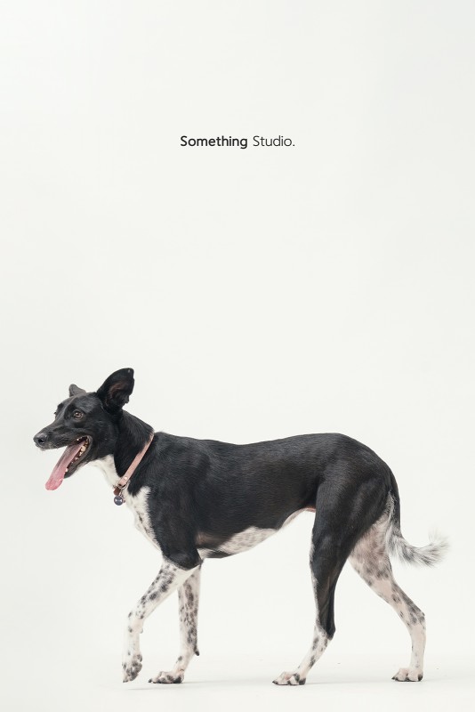 SOMETHINGSTUDIO,三牲工作室,三牲,中途攝影,寵物寫真,寵物攝影,寵物肖像,毛孩,毛孩寫真,汪星人,領養不棄養,領養代替購買