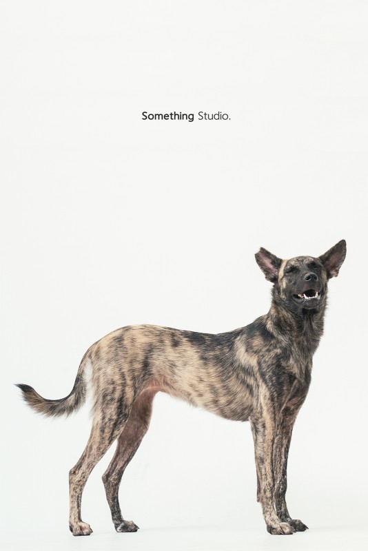 SOMETHINGSTUDIO,三牲工作室,中途攝影,寵物寫真,寵物攝影,寵物肖像,毛孩,毛孩寫真,汪星人,領養不棄養,領養代替購買,SOMETHING,三牲
