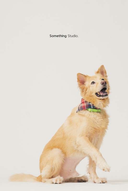 SOMETHINGSTUDIO,三牲工作室,三牲,中途攝影,寵物寫真,寵物攝影,寵物肖像,毛孩,毛孩寫真,汪星人,領養不棄養,領養代替購買