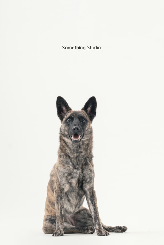 SOMETHINGSTUDIO,三牲工作室,三牲,中途攝影,寵物寫真,寵物攝影,寵物肖像,毛孩,毛孩寫真,汪星人,領養不棄養,領養代替購買
