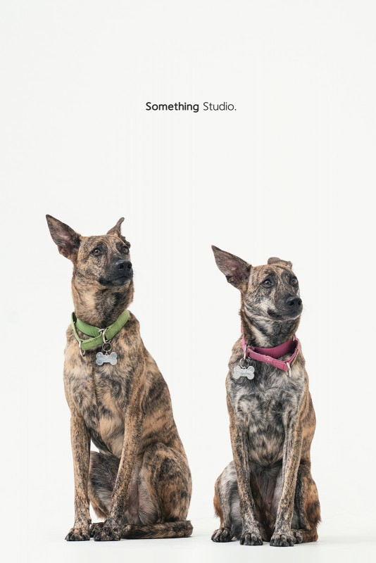 SOMETHINGSTUDIO,三牲工作室,三牲,中途攝影,寵物寫真,寵物攝影,寵物肖像,毛孩,毛孩寫真,汪星人,領養不棄養,領養代替購買