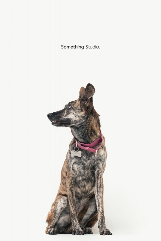 SOMETHINGSTUDIO,三牲工作室,三牲,中途攝影,寵物寫真,寵物攝影,寵物肖像,毛孩,毛孩寫真,汪星人,領養不棄養,領養代替購買
