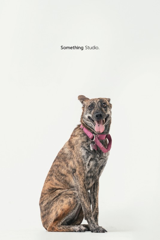SOMETHINGSTUDIO,三牲工作室,三牲,中途攝影,寵物寫真,寵物攝影,寵物肖像,毛孩,毛孩寫真,汪星人,領養不棄養,領養代替購買