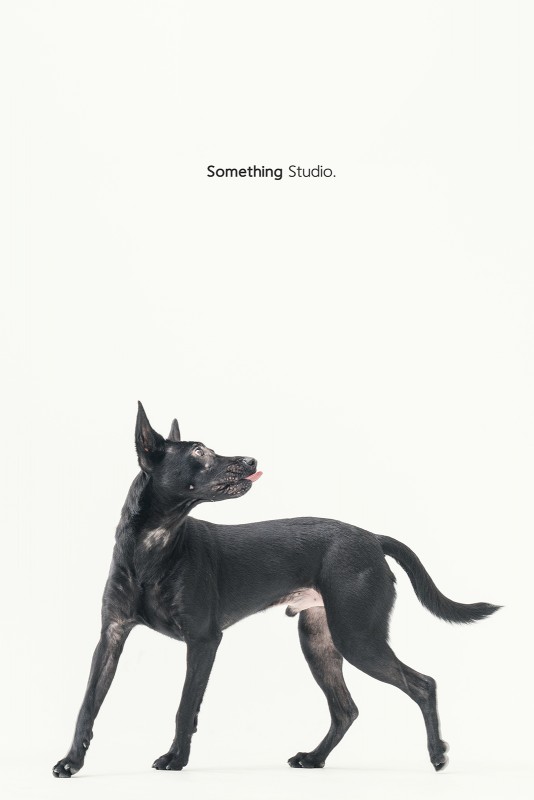 SOMETHINGSTUDIO,三牲工作室,三牲,中途攝影,寵物寫真,寵物攝影,寵物肖像,毛孩,毛孩寫真,汪星人,領養不棄養,領養代替購買