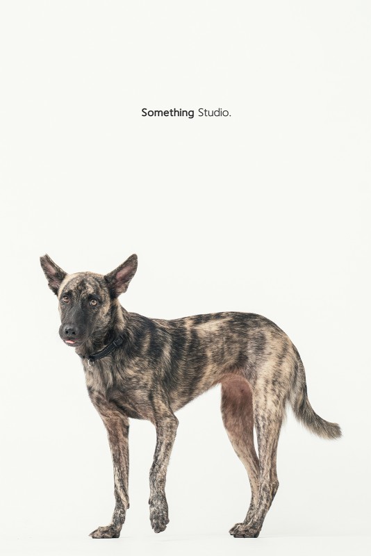 SOMETHINGSTUDIO,三牲工作室,中途攝影,寵物寫真,寵物攝影,寵物肖像,毛孩,毛孩寫真,汪星人,領養不棄養,領養代替購買,SOMETHING,三牲