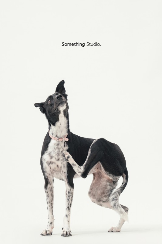 SOMETHINGSTUDIO,三牲工作室,三牲,中途攝影,寵物寫真,寵物攝影,寵物肖像,毛孩,毛孩寫真,汪星人,領養不棄養,領養代替購買 